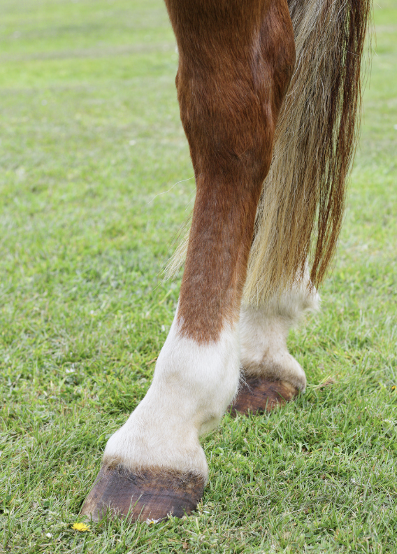 humidité cheval